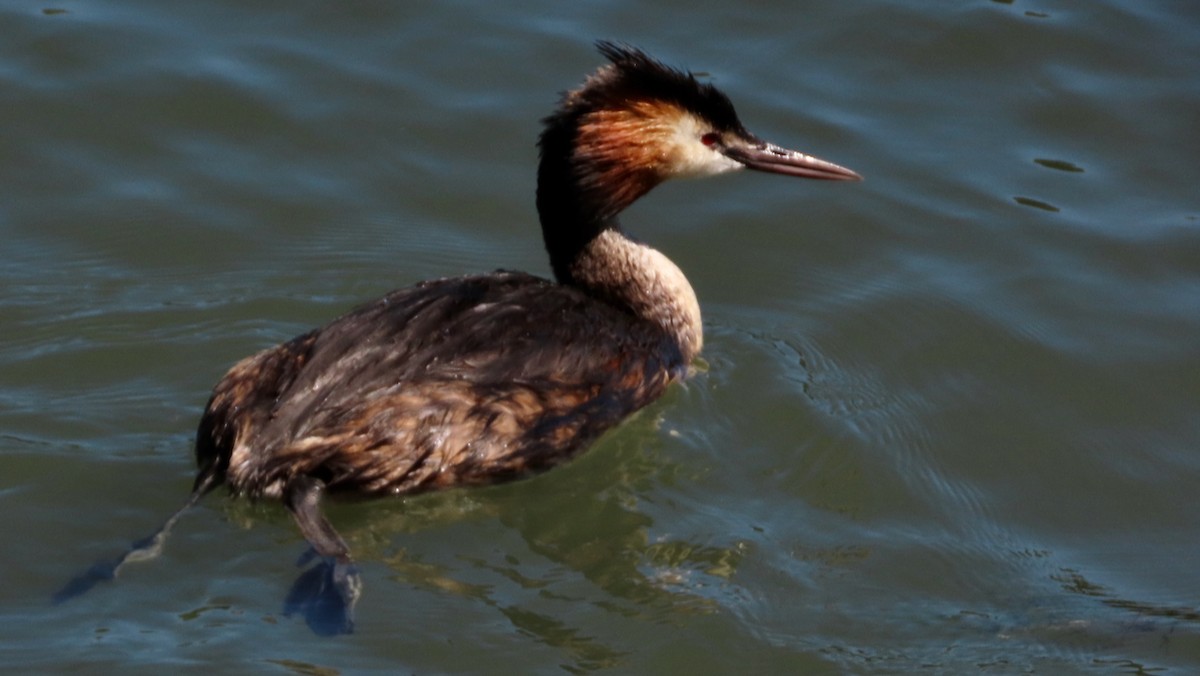 Great Crested Grebe - ML621373457