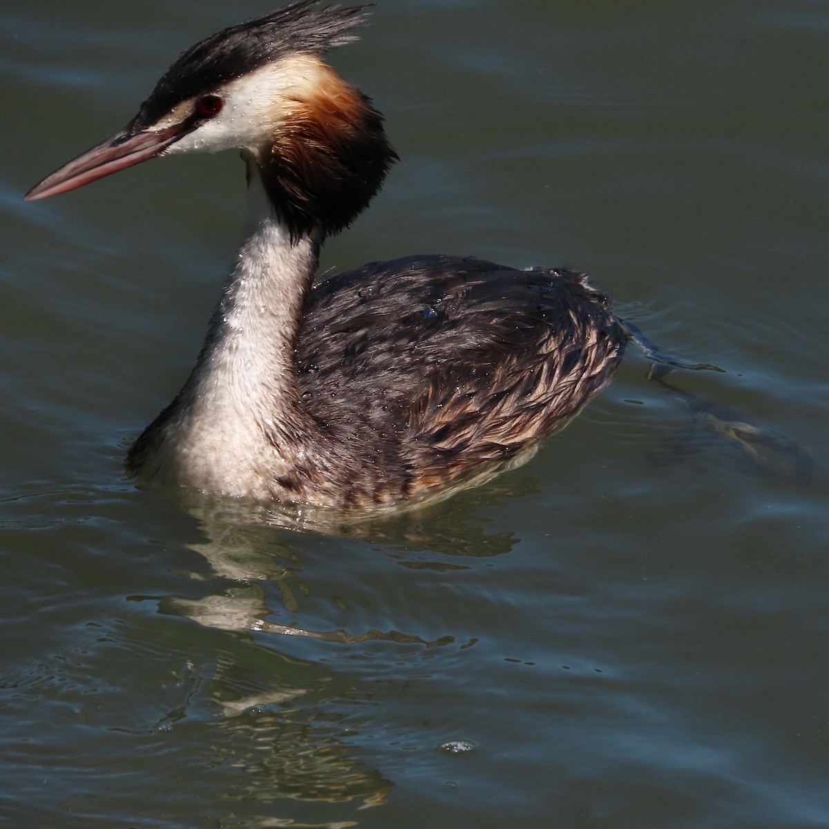Great Crested Grebe - ML621373458