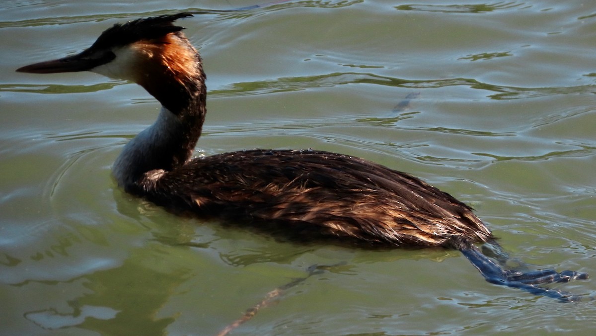 Great Crested Grebe - ML621373459