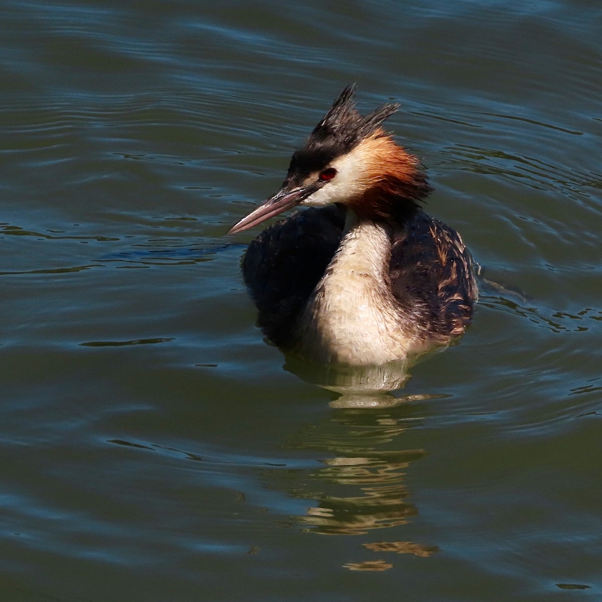 Great Crested Grebe - ML621373460