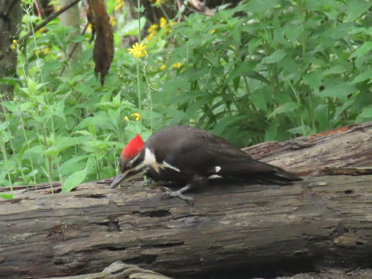 Pileated Woodpecker - ML621373530