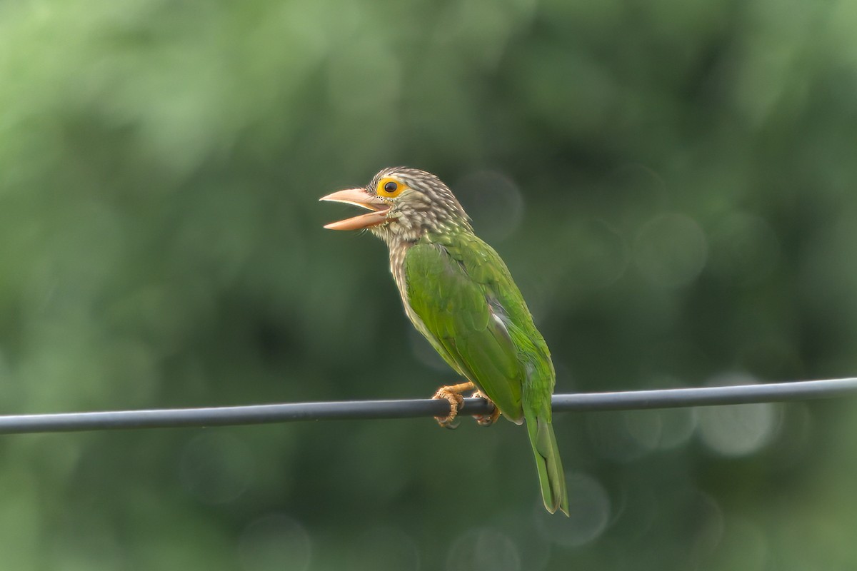 Lineated Barbet - ML621373549