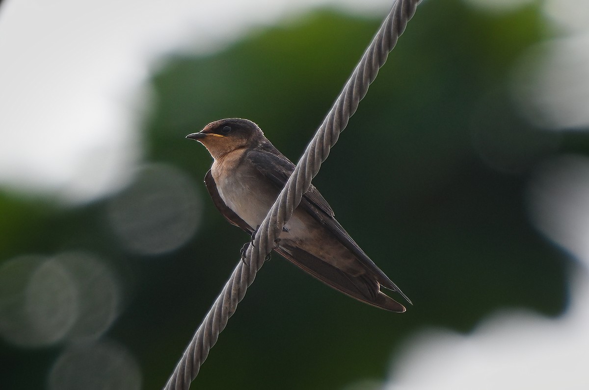 Pacific Swallow - ML621373551