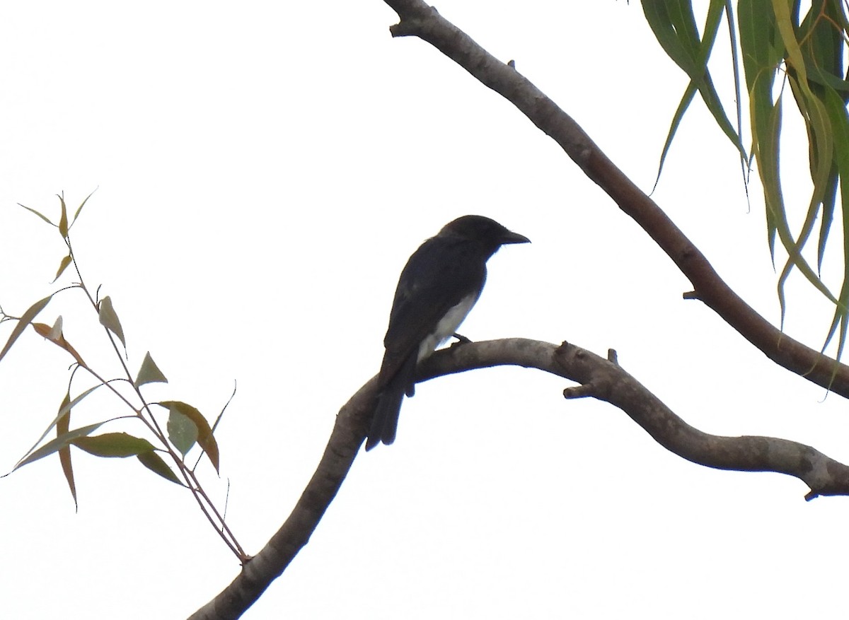 White-bellied Drongo - ML621373559