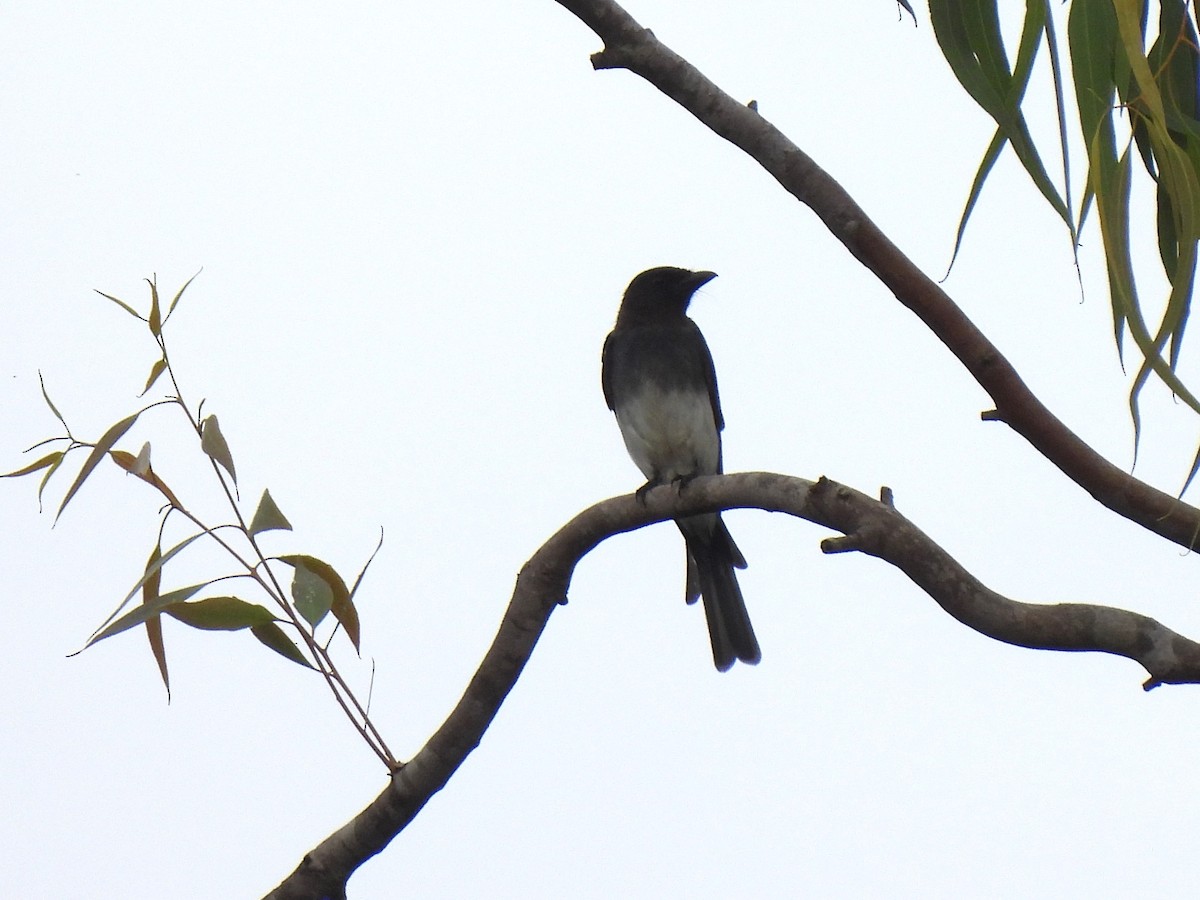 White-bellied Drongo - ML621373560