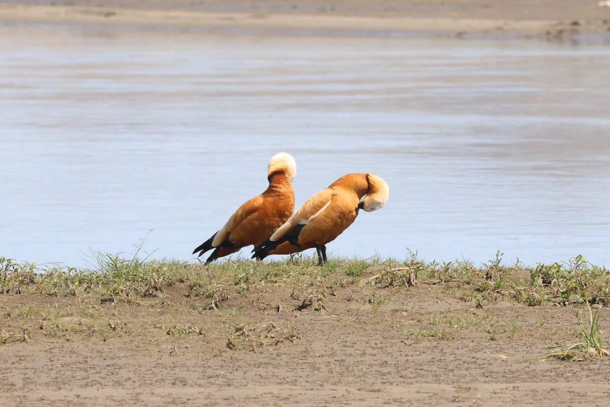 Ruddy Shelduck - ML621373576