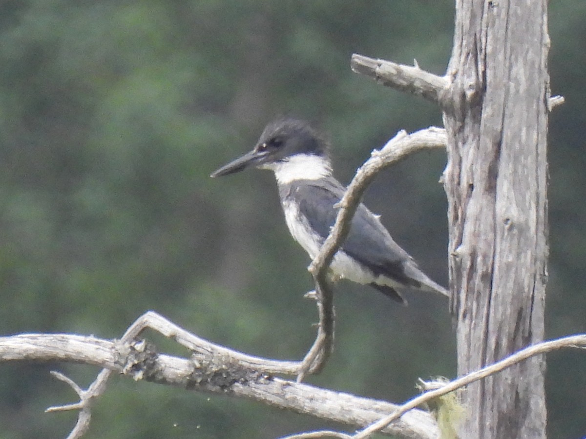 Belted Kingfisher - ML621373578