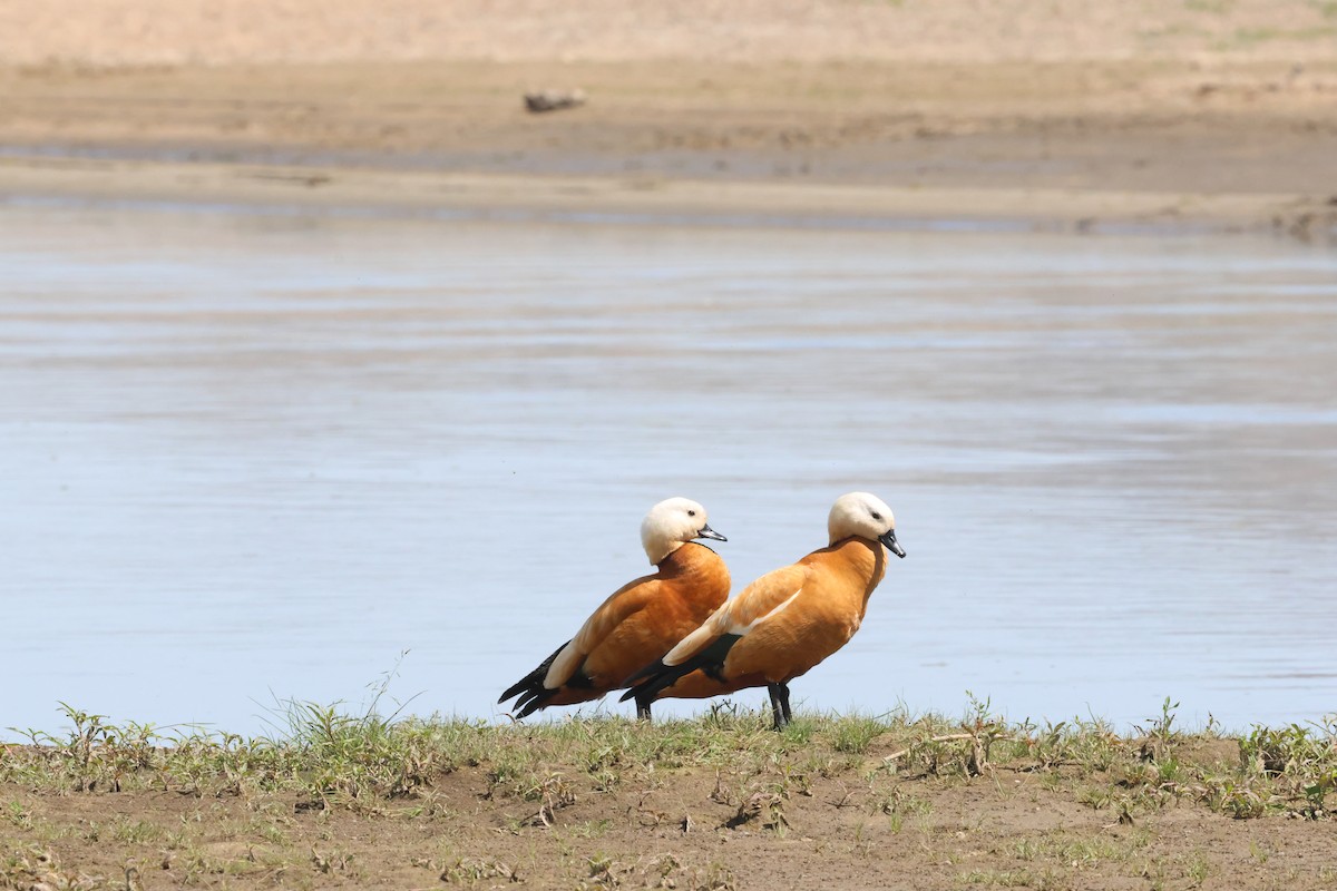 Ruddy Shelduck - ML621373585