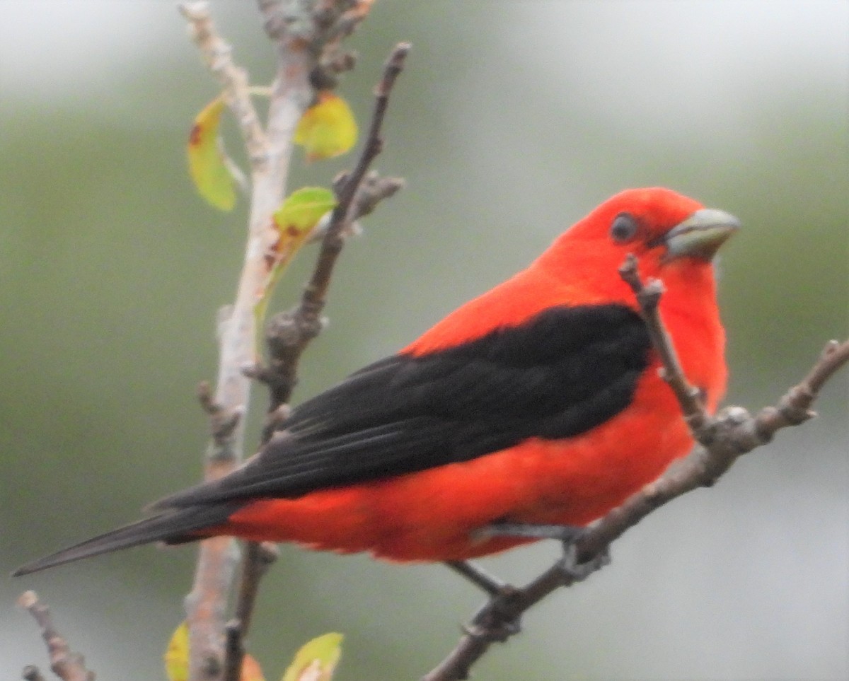 Scarlet Tanager - ML621373612