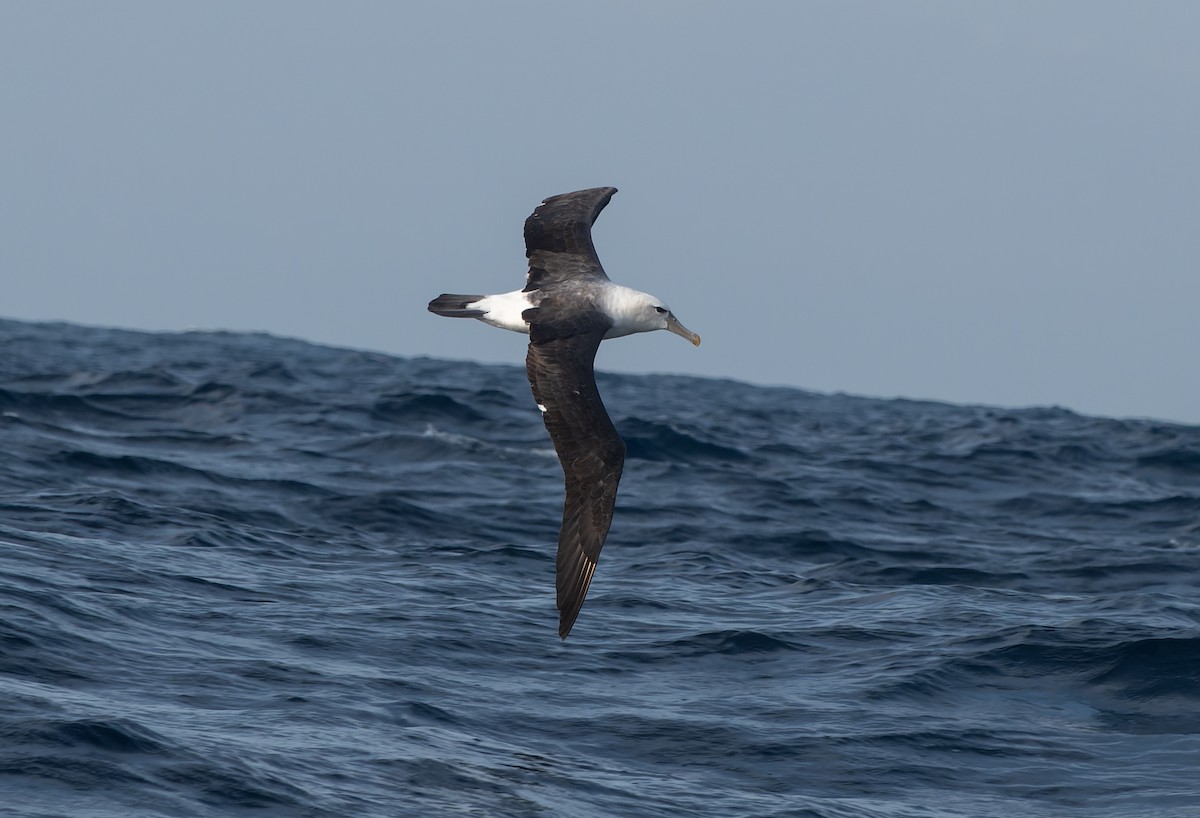 Albatros à cape blanche (steadi) - ML621373625