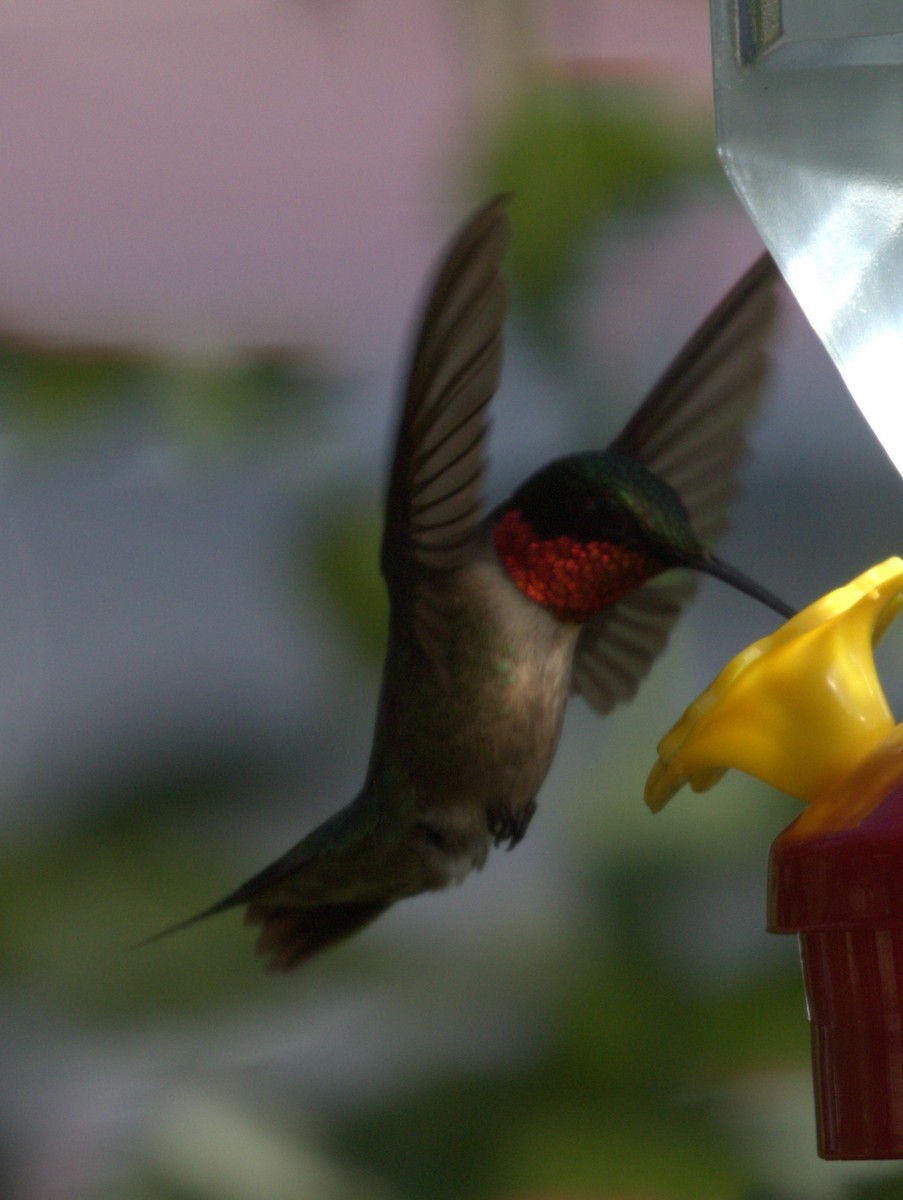 Ruby-throated Hummingbird - ML621373626