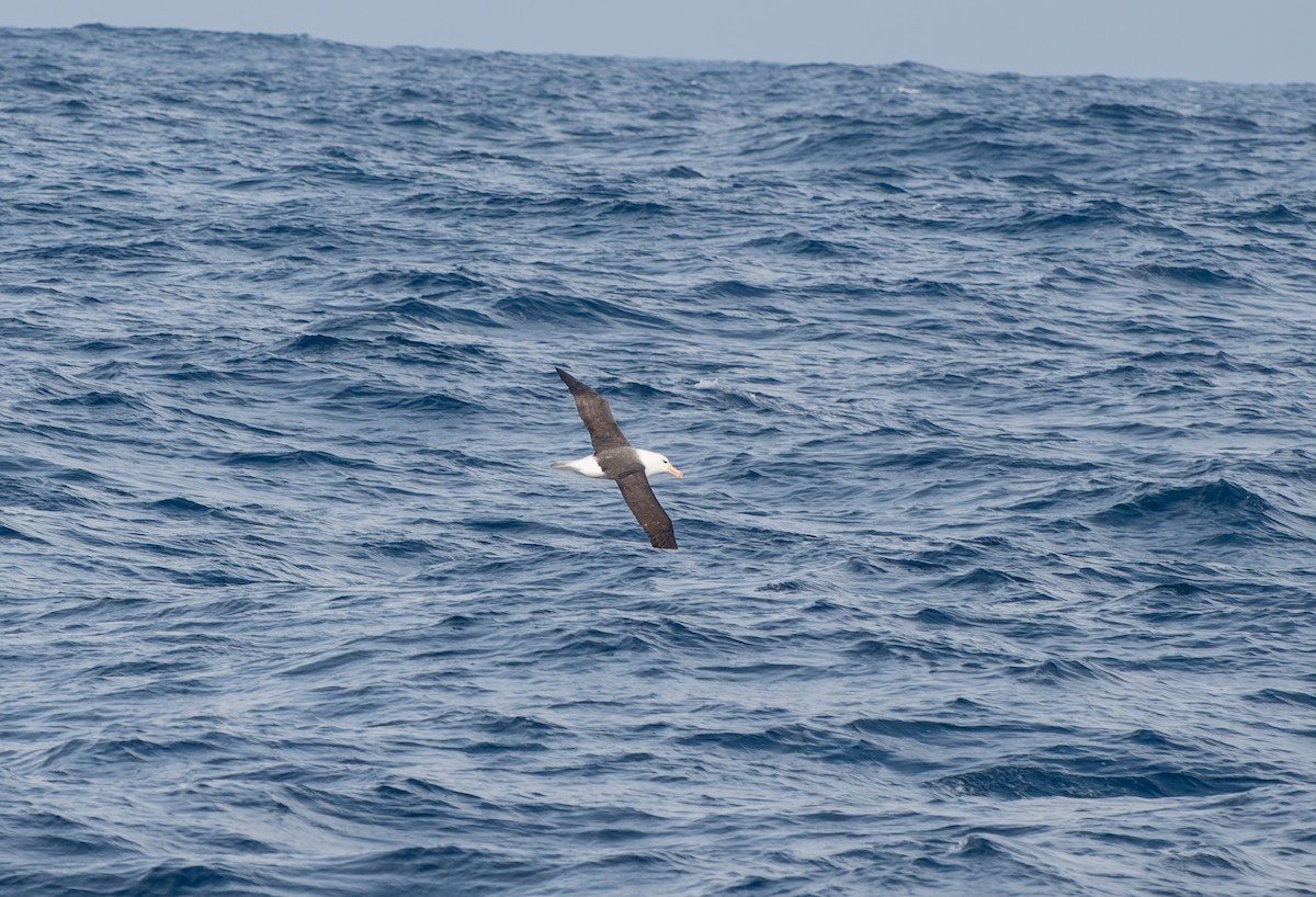 Albatros à sourcils noirs (melanophris) - ML621373627