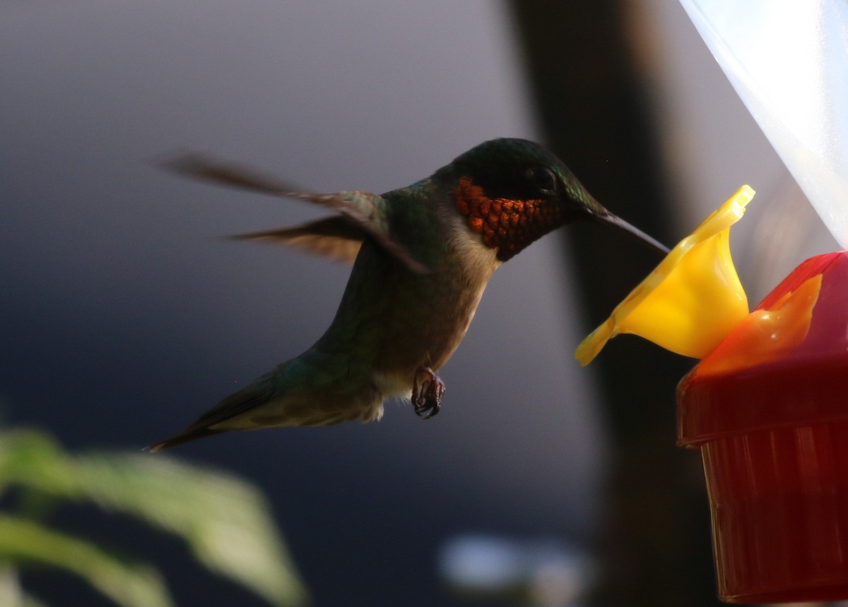 Ruby-throated Hummingbird - ML621373672
