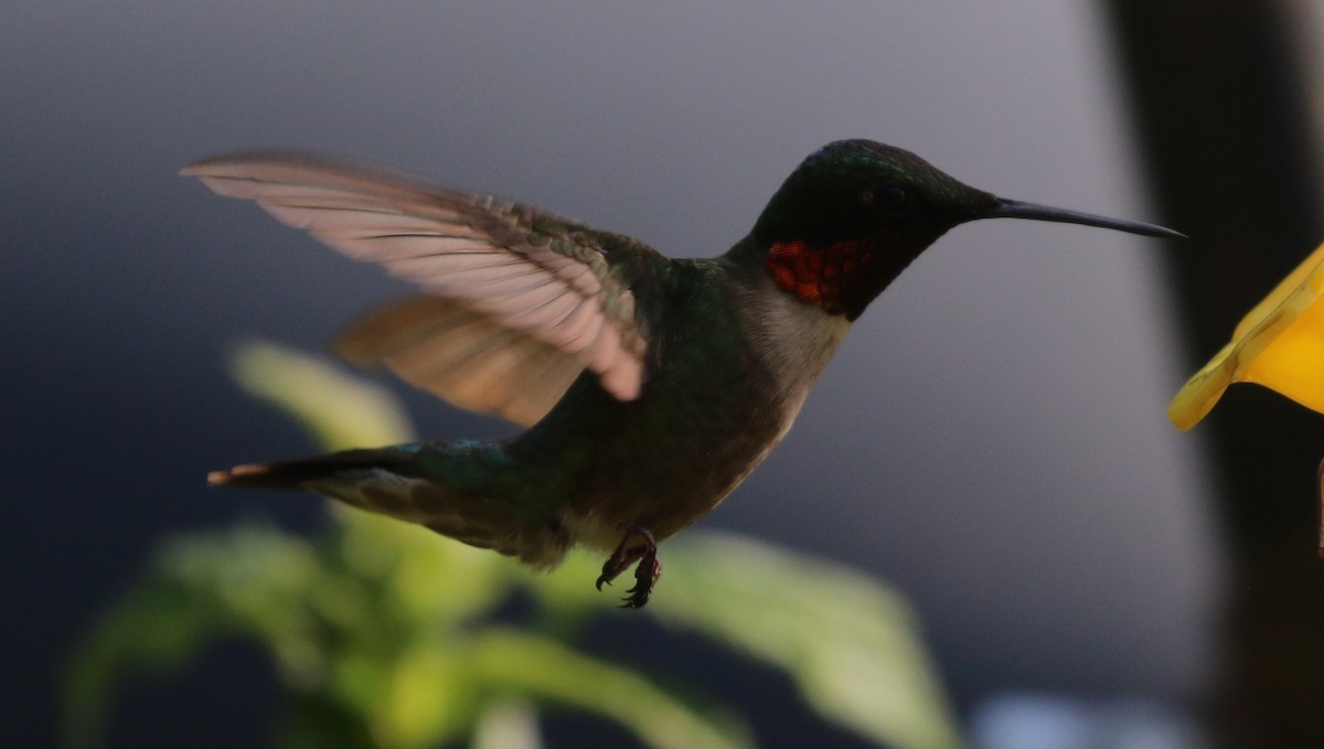Ruby-throated Hummingbird - ML621373675