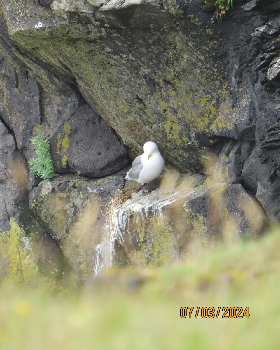 Mouette tridactyle - ML621373688