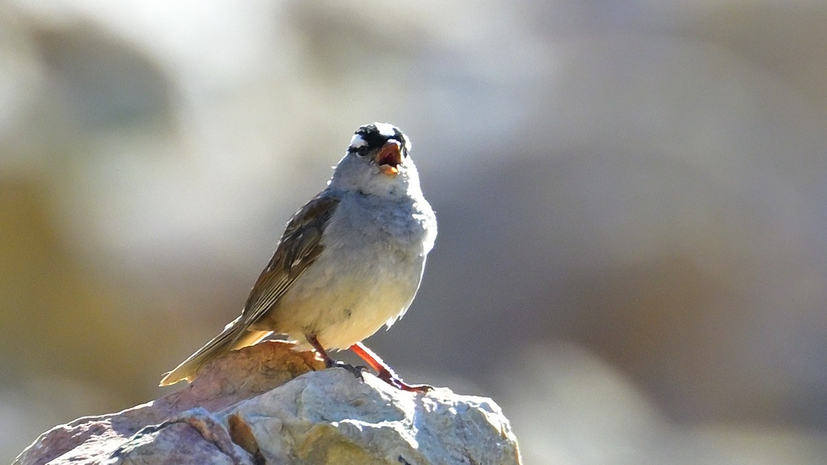 White-crowned Sparrow - ML621373712