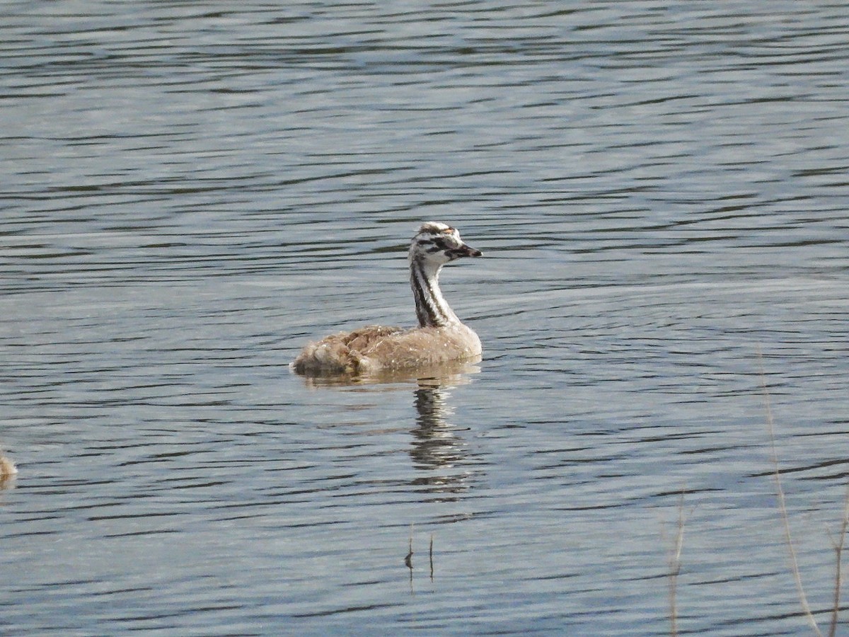 Great Crested Grebe - ML621373735