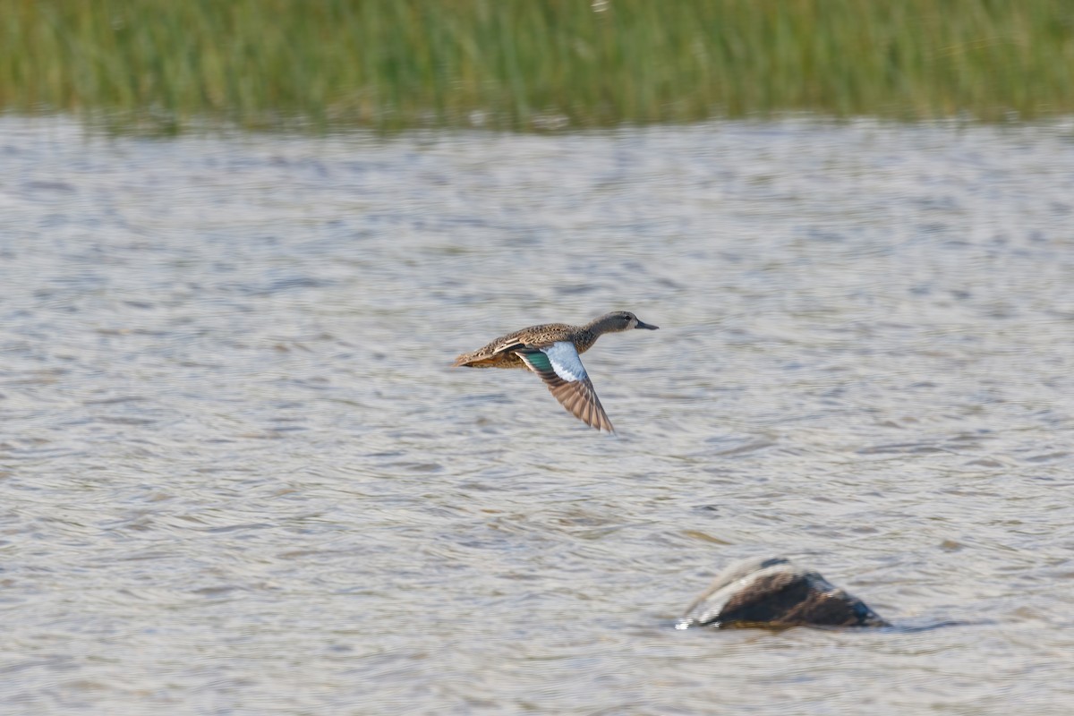 Blue-winged Teal - ML621373758