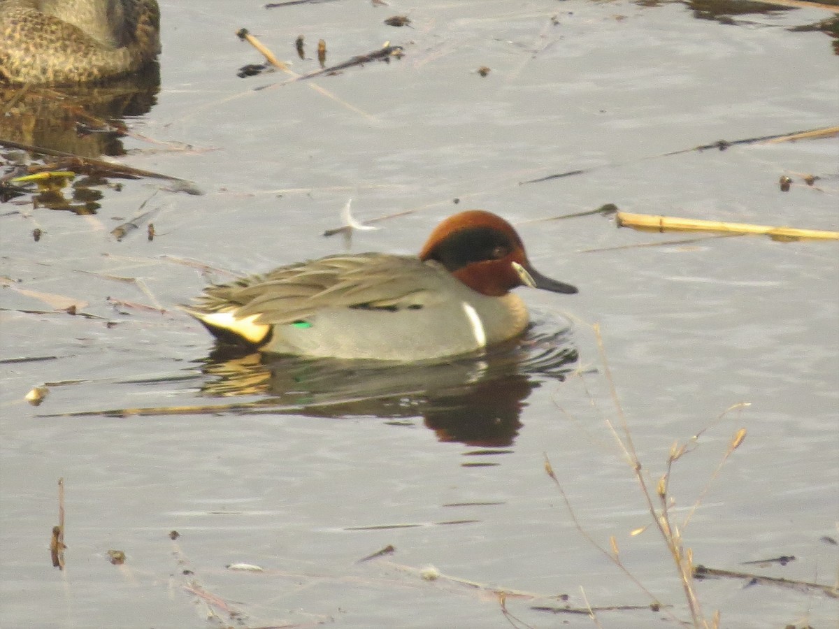 Green-winged Teal - Mike & Angela Stahl