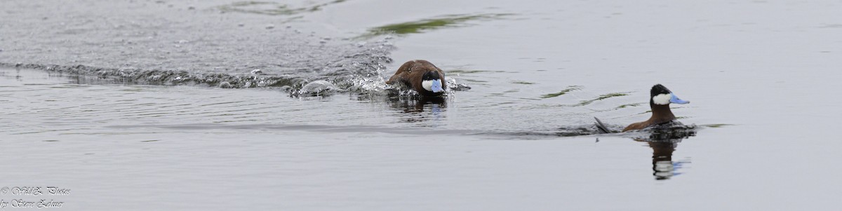 Ruddy Duck - ML621373783