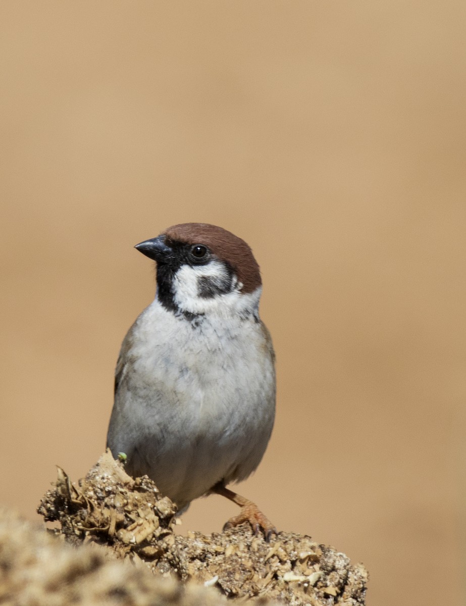Eurasian Tree Sparrow - ML621373818