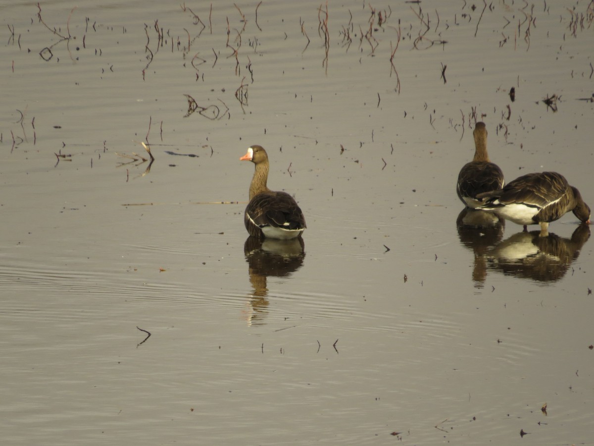Greater White-fronted Goose - ML621373889