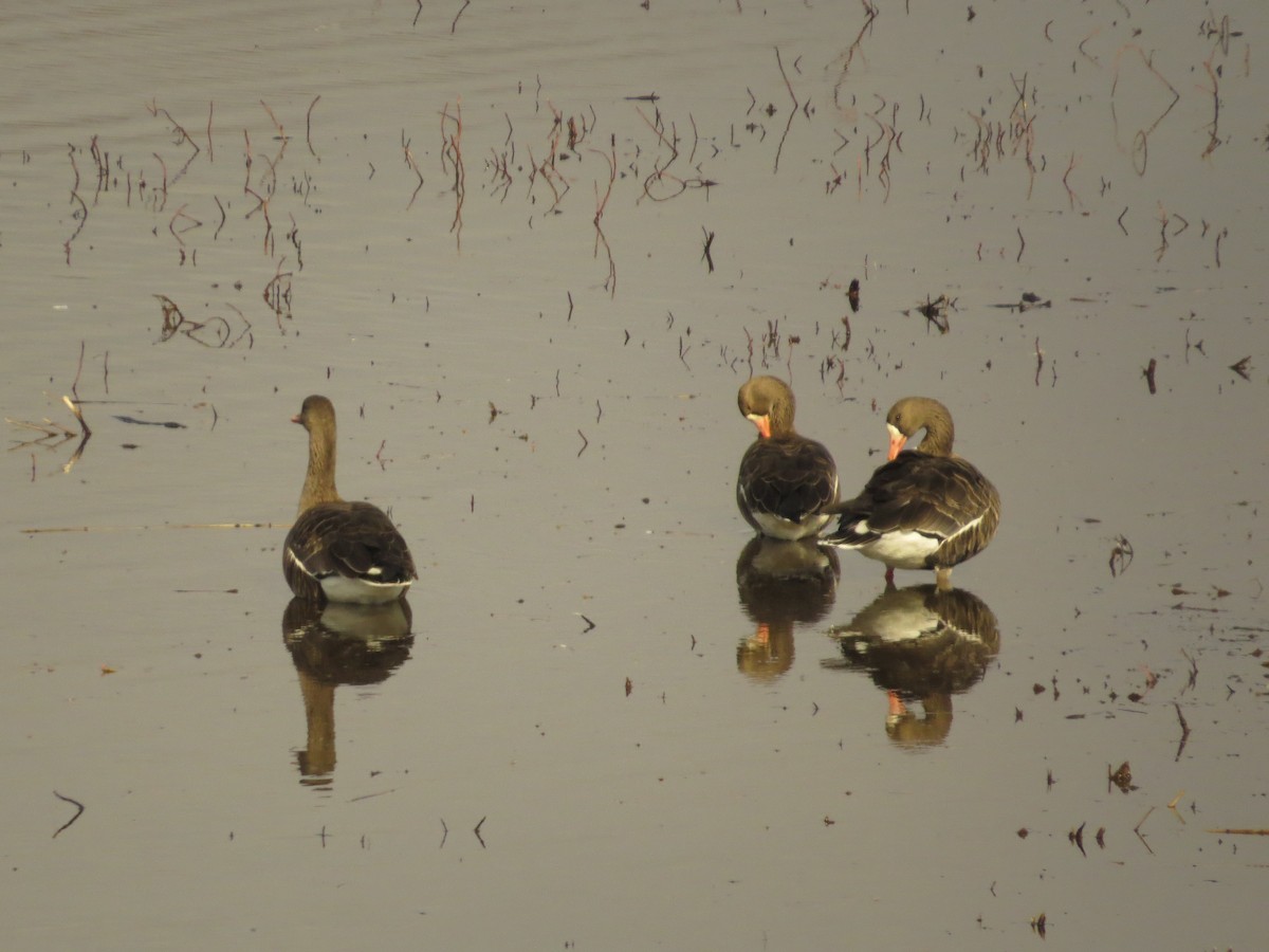 Greater White-fronted Goose - Mike & Angela Stahl