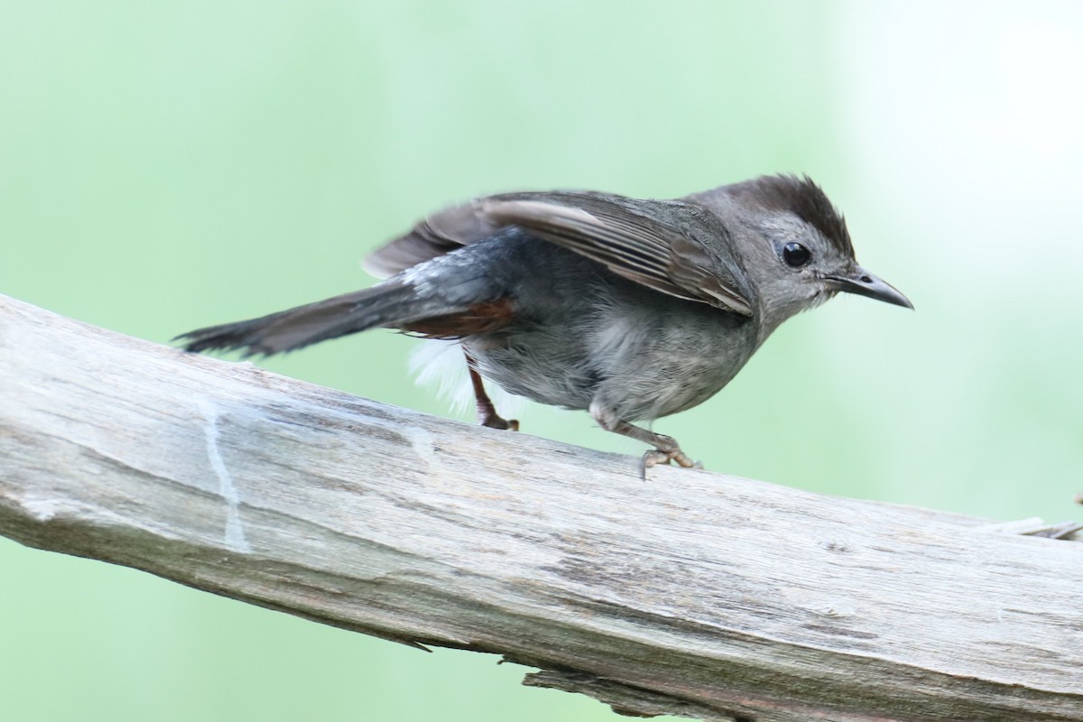 Pájaro Gato Gris - ML621373912