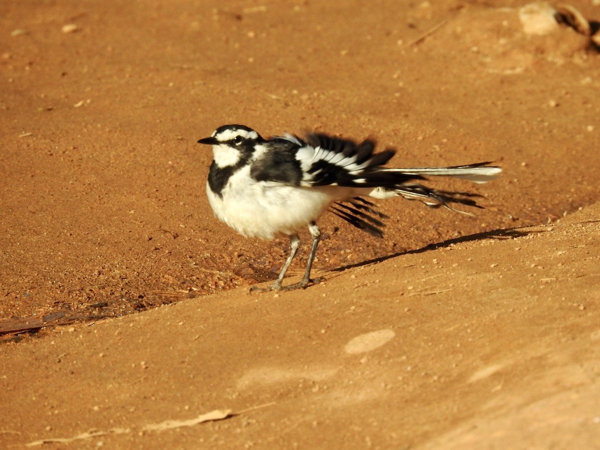 African Pied Wagtail - ML621373925