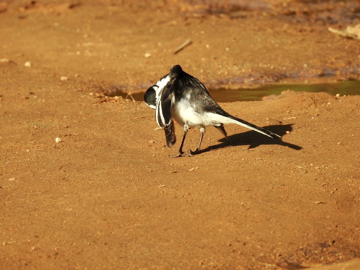 African Pied Wagtail - ML621373926