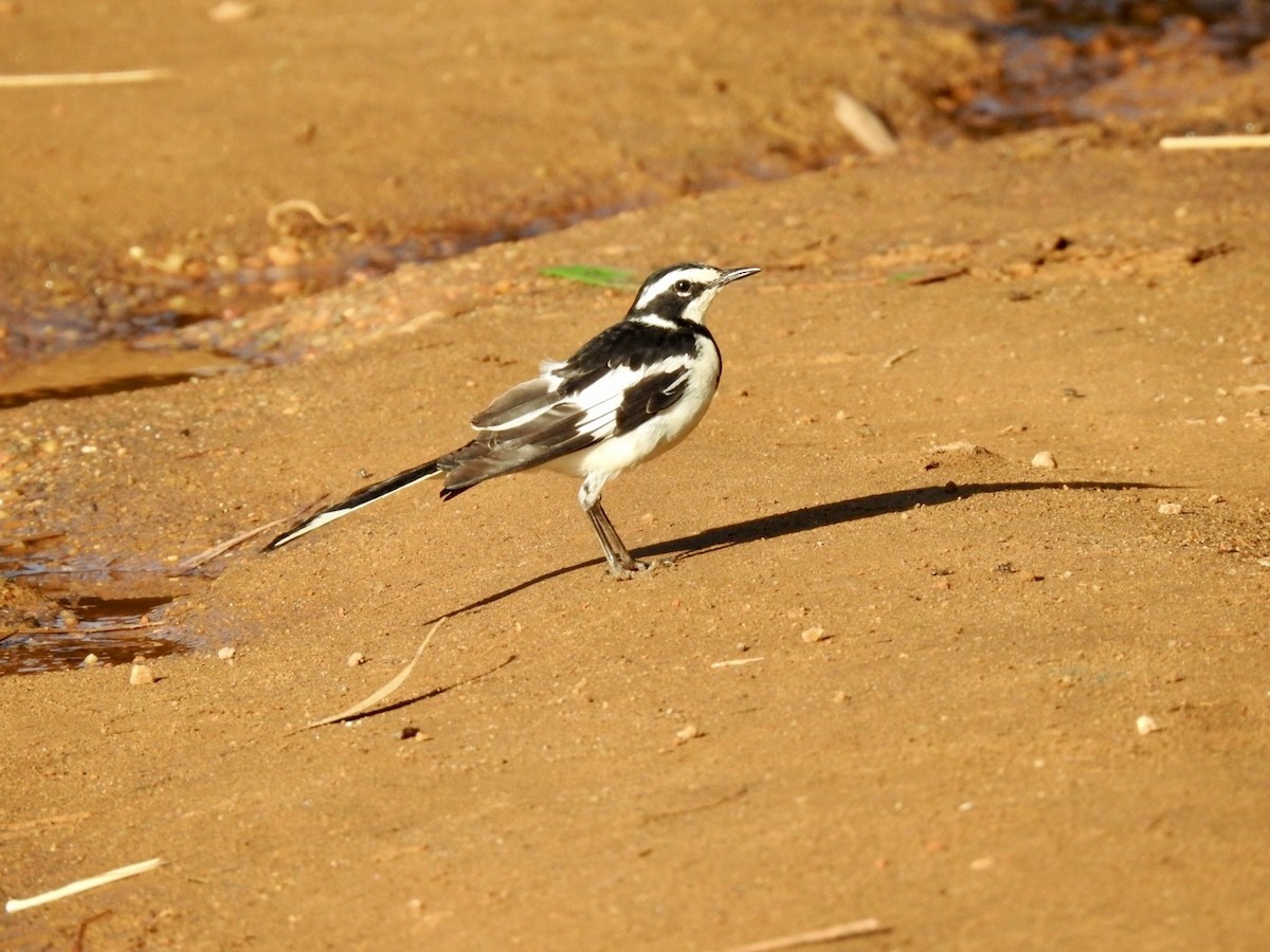 African Pied Wagtail - ML621373927