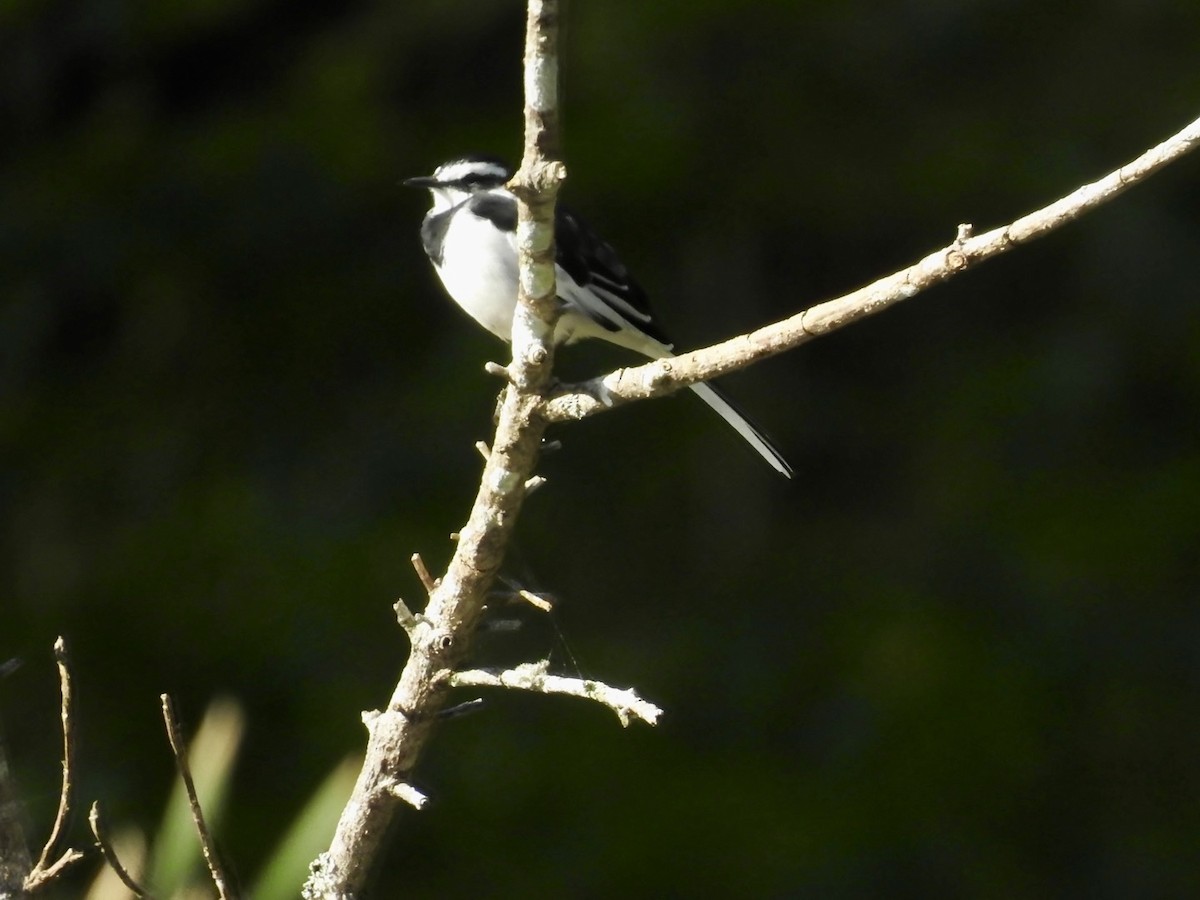 African Pied Wagtail - ML621373928