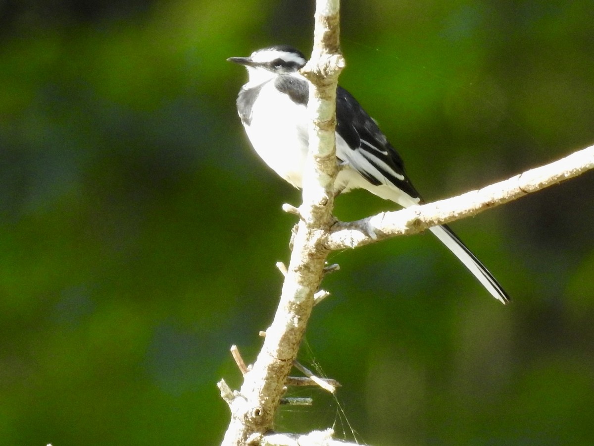 African Pied Wagtail - ML621373929