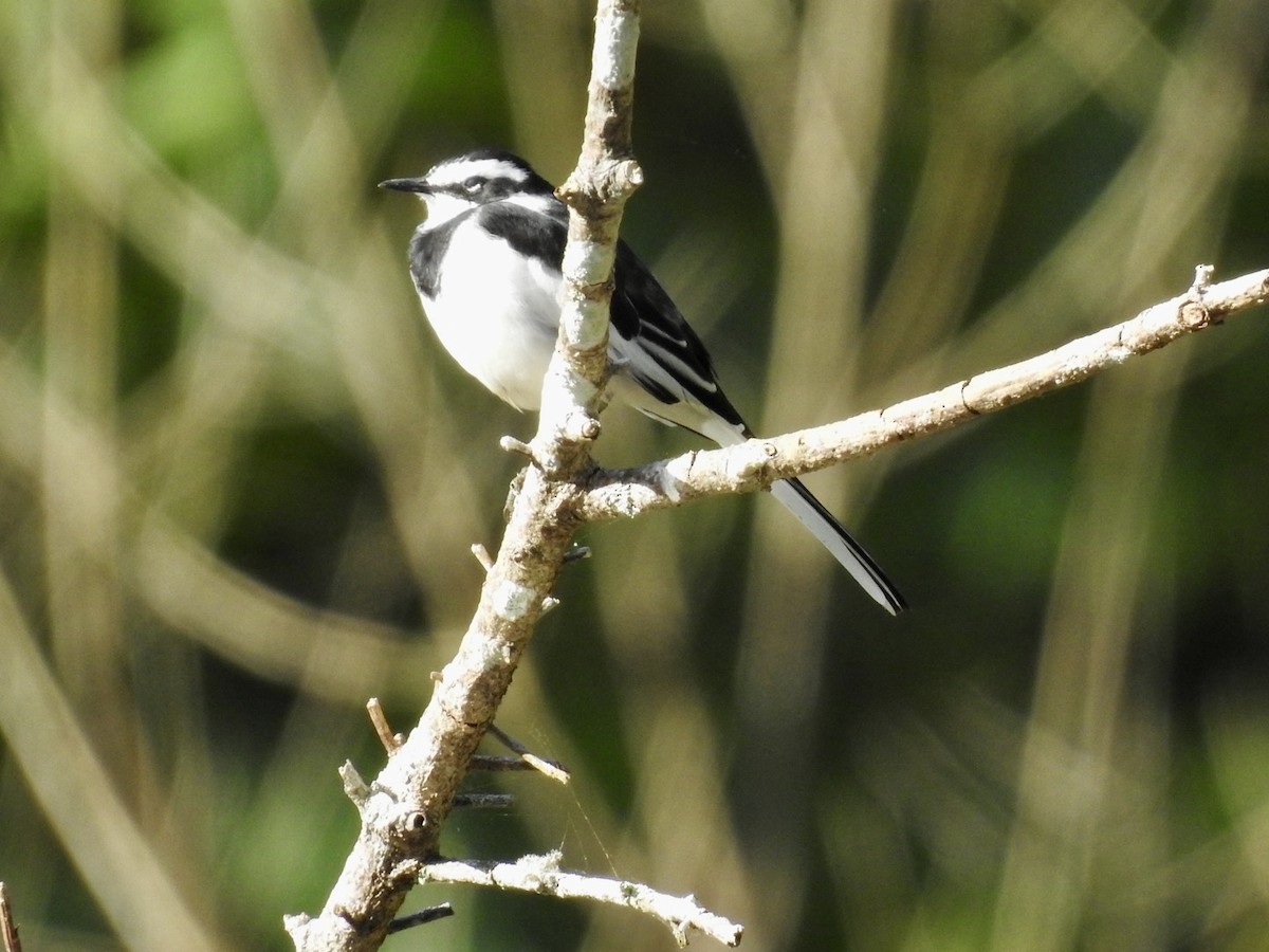 African Pied Wagtail - ML621373930