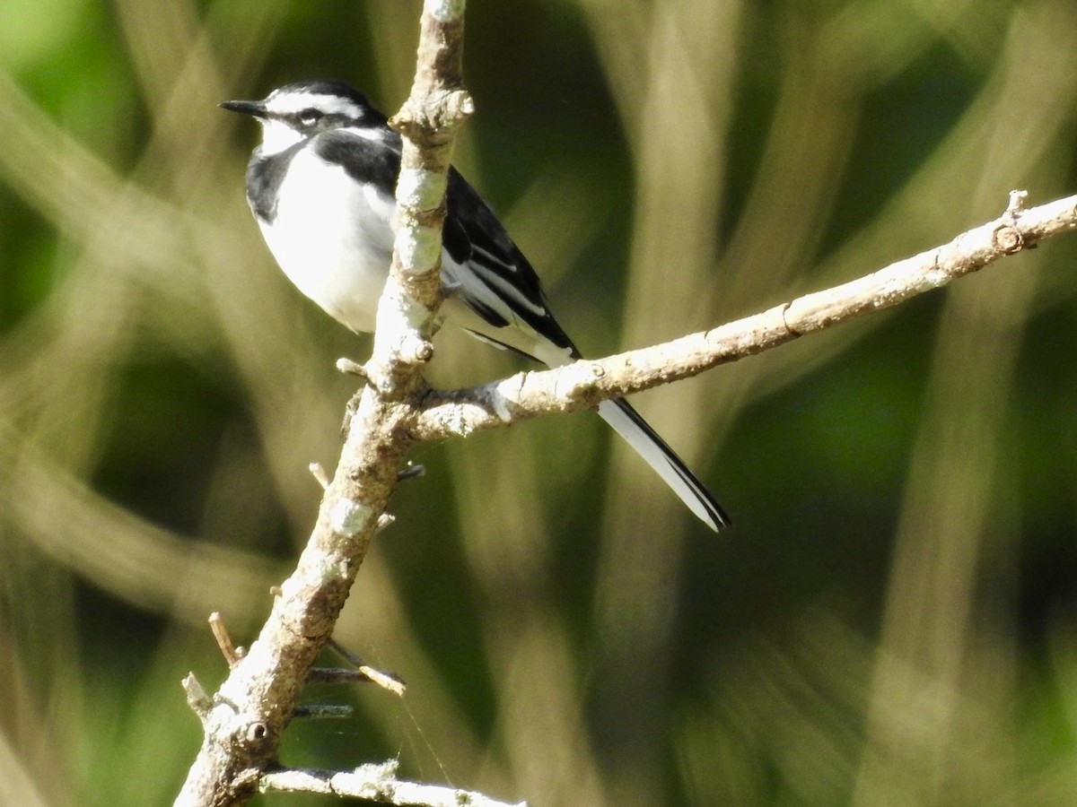 African Pied Wagtail - ML621373931