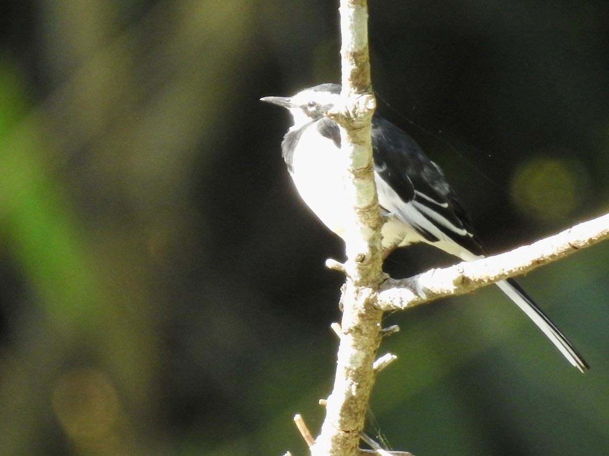 African Pied Wagtail - ML621373932