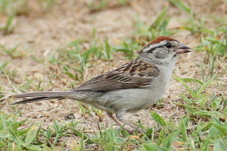 Chipping Sparrow - ML621373937
