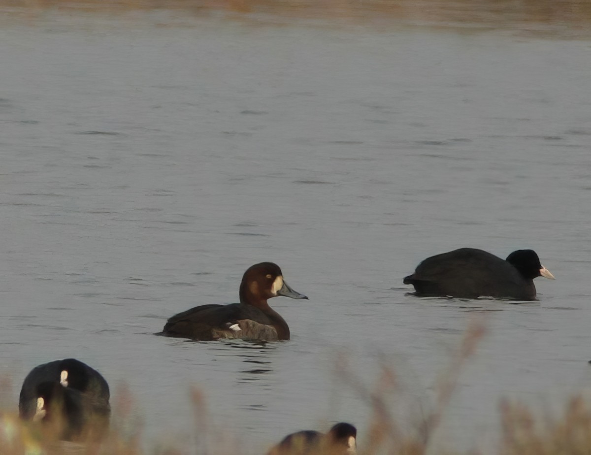 Greater Scaup - ML621373980