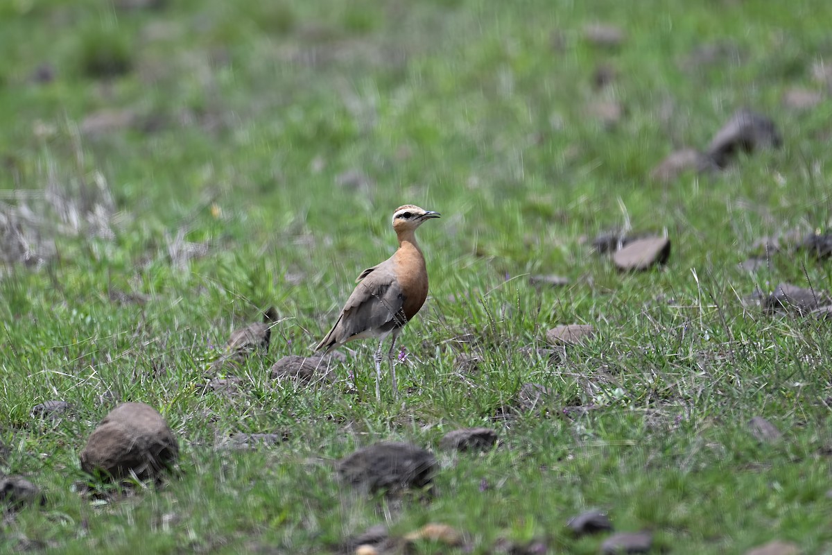 Indian Courser - ML621374095