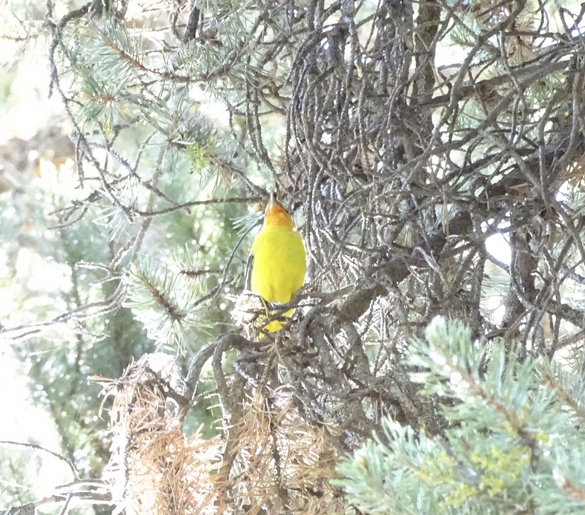 Western Tanager - ML621374103