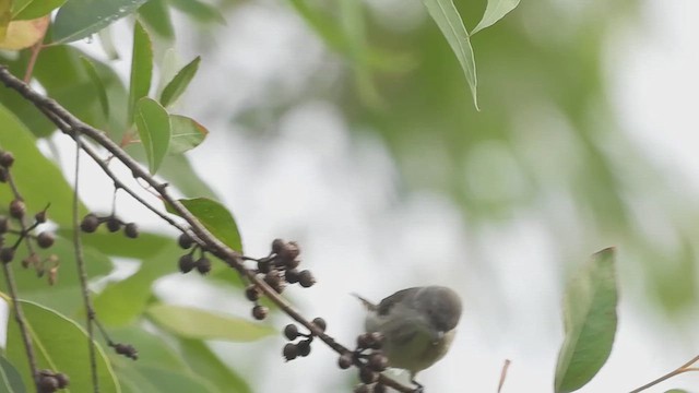 Толстоклювый цветоед - ML621374122