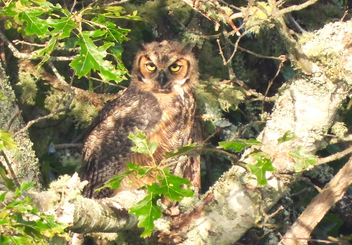 Great Horned Owl - ML621374151