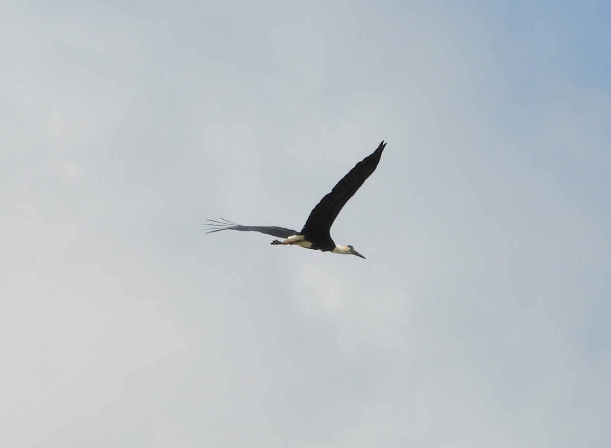 Asian Woolly-necked Stork - ML621374152