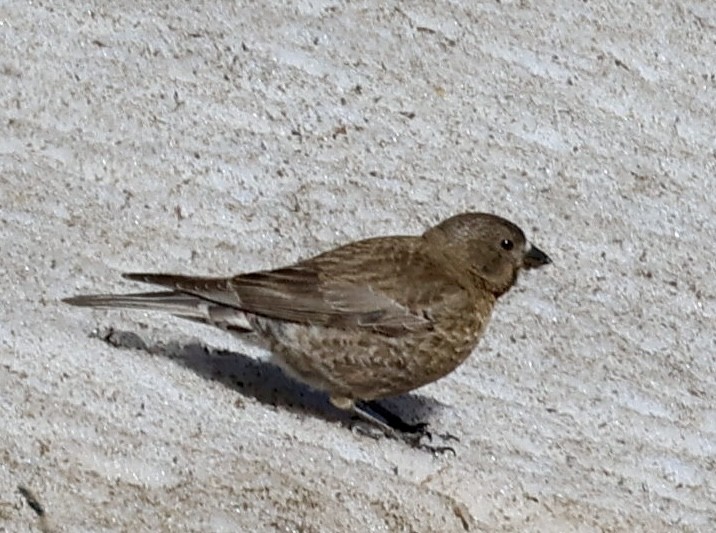 Brown-capped Rosy-Finch - ML621374156