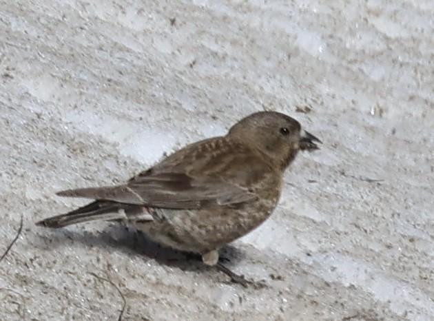 Brown-capped Rosy-Finch - ML621374157