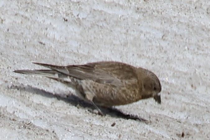 Brown-capped Rosy-Finch - ML621374158