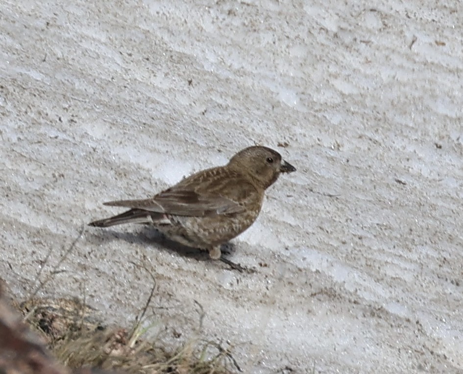 Brown-capped Rosy-Finch - ML621374159
