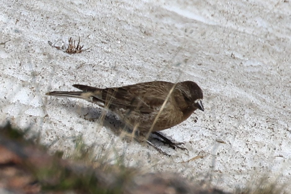 Brown-capped Rosy-Finch - ML621374160