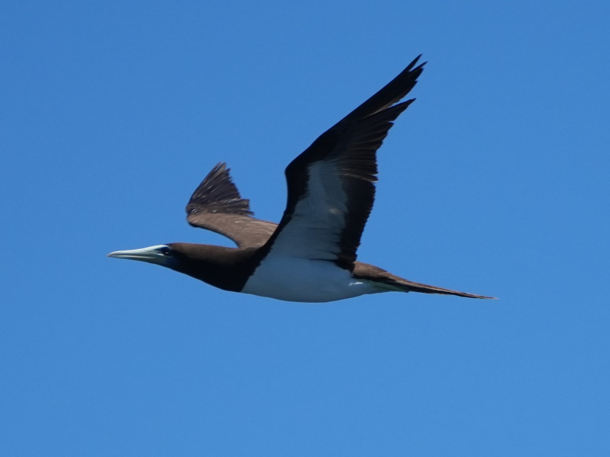Brown Booby (Forster's) - ML621374173