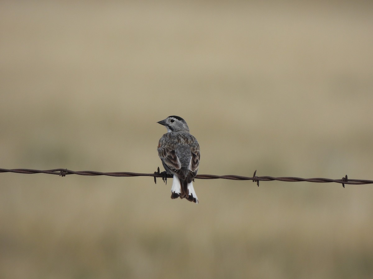 Thick-billed Longspur - ML621374180